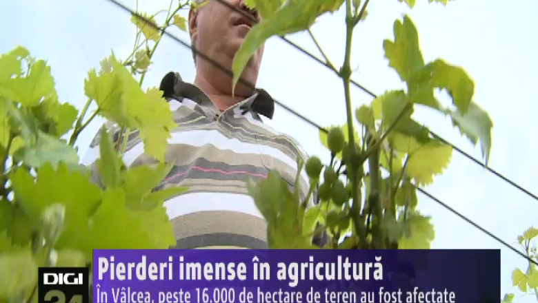 Pierderi imense in agricultura. In Valcea, peste 16.000 de hectare de teren au fost afectate   Imagine