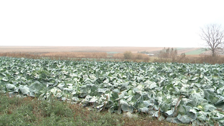 Pierderi pentru agricultori. Din cauza preturilor mici, producatorii lasa varza in camp Imagine