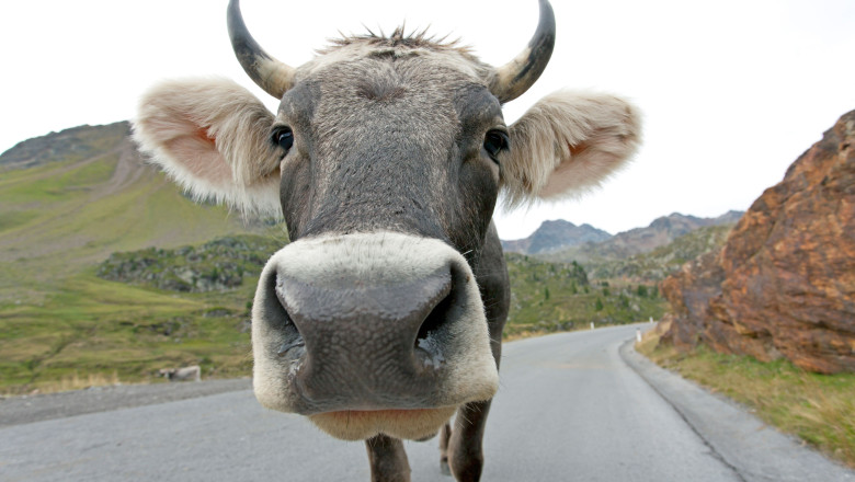 Pieton ranit dupa ce a fost lovit de o vaca, lovita la randul ei de o masina Imagine