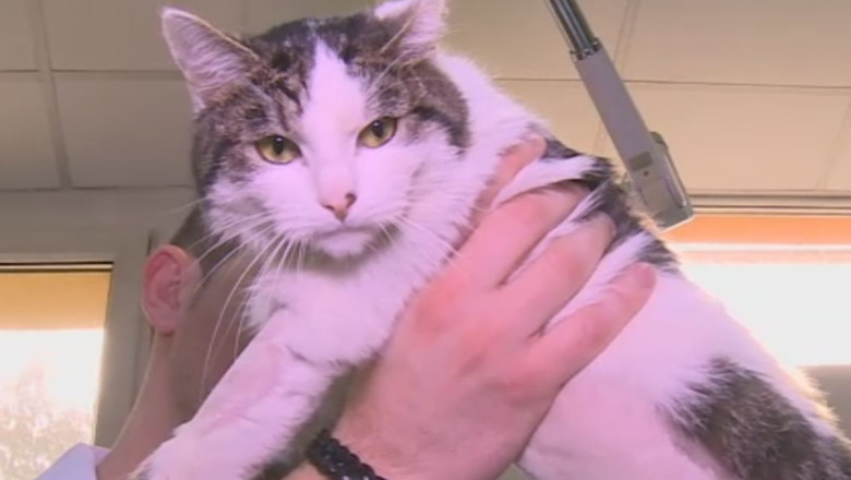 Pisica cu noua vieti. Un motan a fost salvat, in urma unei transfuzii cu sange de caine Imagine