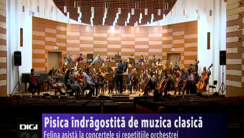 Pisica indragostita de muzica clasica. Felina asista la concertele si repetitiile orchestrei Imagine