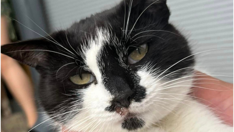 Pisica maltratata in parcarea unui fast-food din Radauti. 4 tineri s-au ales cu dosar penal Imagine