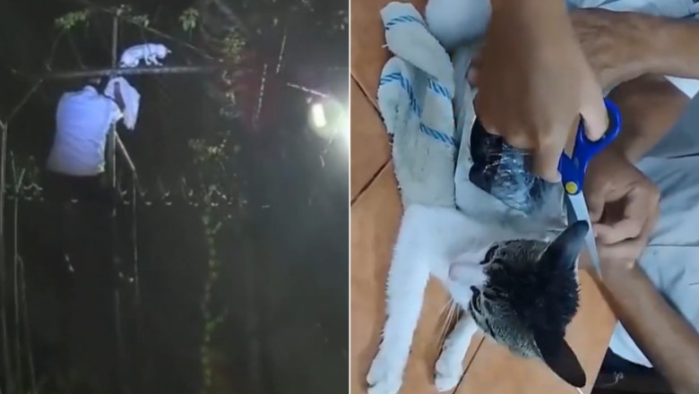 Pisica prinsa cu droguri lipite de corp, in timp ce incerca sa sara gardul unei inchisori din Costa Rica Imagine