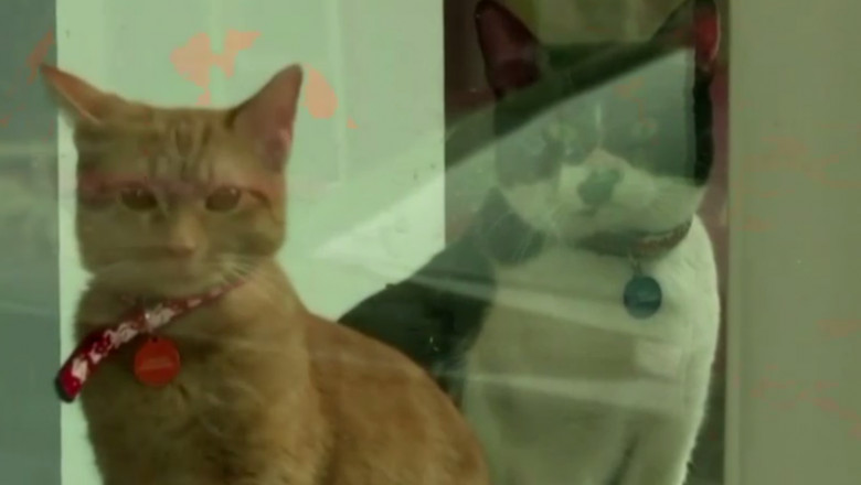 Pisici drogate, duse de urgenta la spital, in Bucuresti. Cum a explicat stapana lor prezenta stupefiantelor in casa Imagine