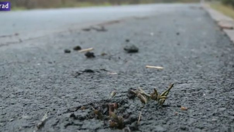 Pista de biciclete reparata inainte de a fi inaugurata. Buruienile au... rasarit prin asfalt Imagine