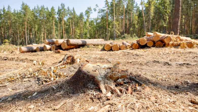 Planeta ramane fara copaci. Numarul arborilor amenintati cu disparitia este mai mare decat cel al animalelor Imagine