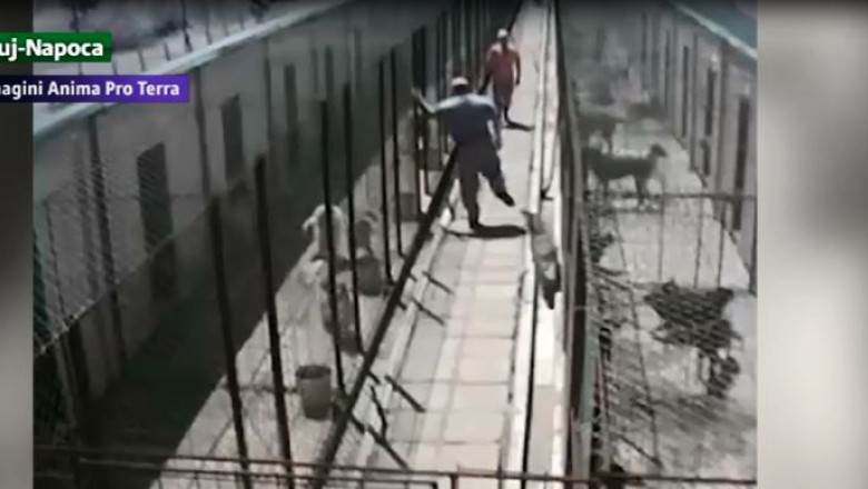 Plangere penala fata de angajatii adapostului de caini din Dej Imagine