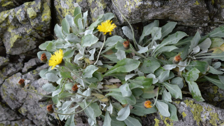 Planta de peste 60.000 de ani descoperita in Carpati. „Una dintre cele mai vechi fiinte vii de pe Terra”, spun cercetatorii Imagine