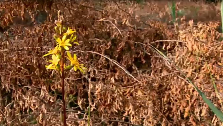 Planta rara, distrusa Imagine