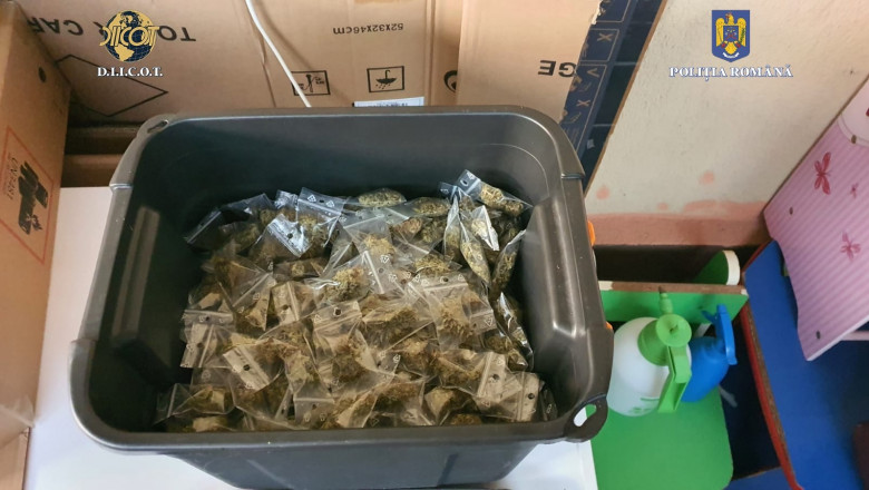 Plantatie de cannabis gasita la subsolul unei case. Peste 80 de perchezitii la traficantii de droguri, 150 de persoane vor fi audiate Imagine