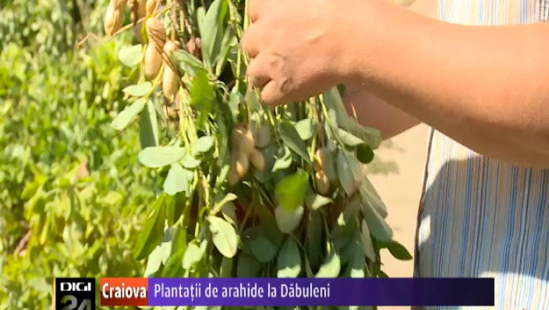 Plantatii de arahide in patria lubenitelor, la Dabuleni, judetul Dolj   Imagine