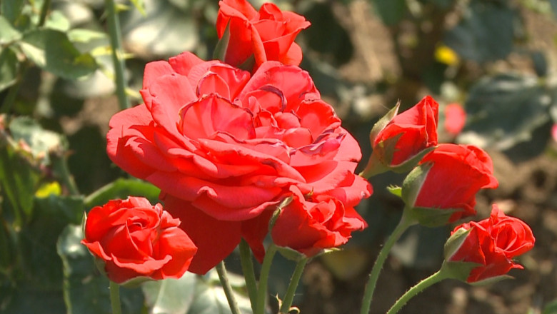 Plantatii de trandafiri de dulceata, in Iasi. Agricultorii estimeaza un profit anual de 10.000 de euro la hectar Imagine