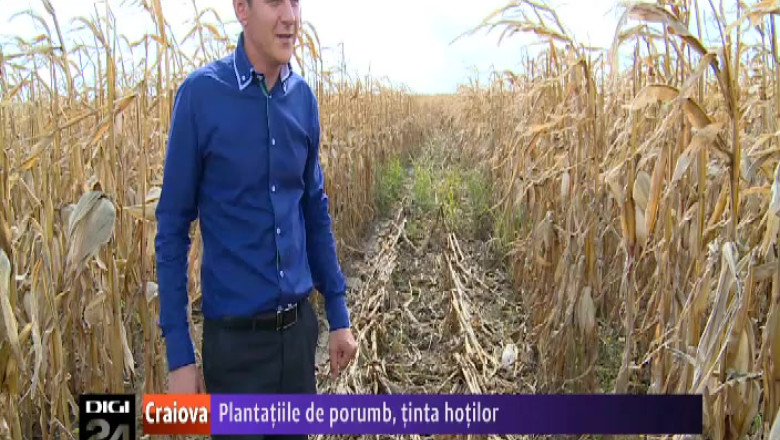 Plantatiile de porumb, tinta hotilor. Zeci de fermieri din Mehedinti au cerut ajutorul politistilor Imagine