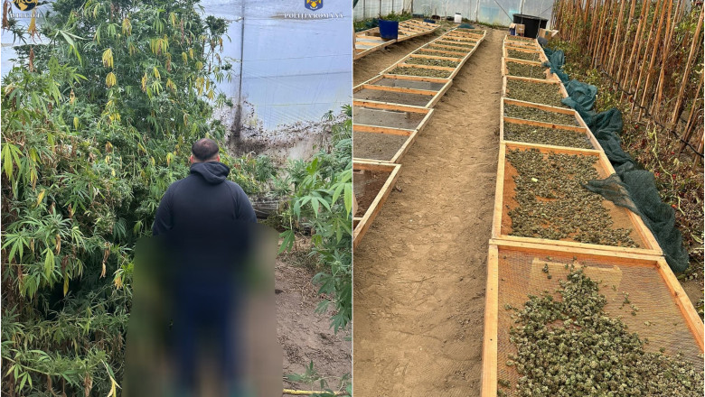 Plante de canabis, inalte de 4 metri, crescute in sere, in Caras-Severin. Sute de kilograme de droguri, confiscate de DIICOT Imagine