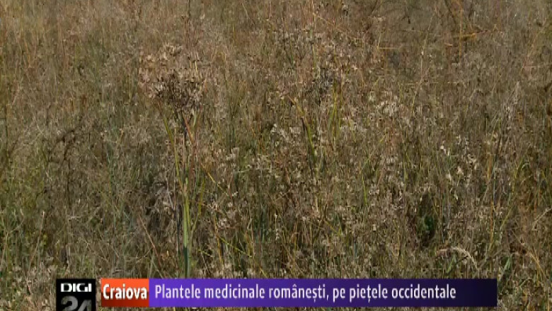 Plantele medicinale produse ecologic la o ferma din Olt, exportate in tari din Europa si in SUA Imagine
