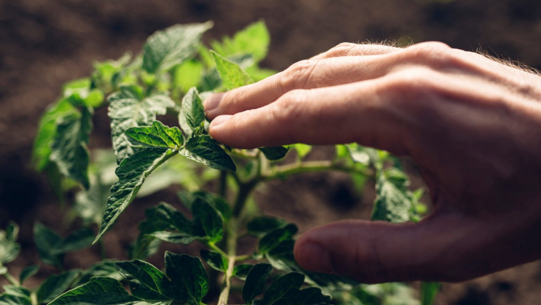 Plantele "vorbesc", dar oamenii nu le pot auzi Imagine
