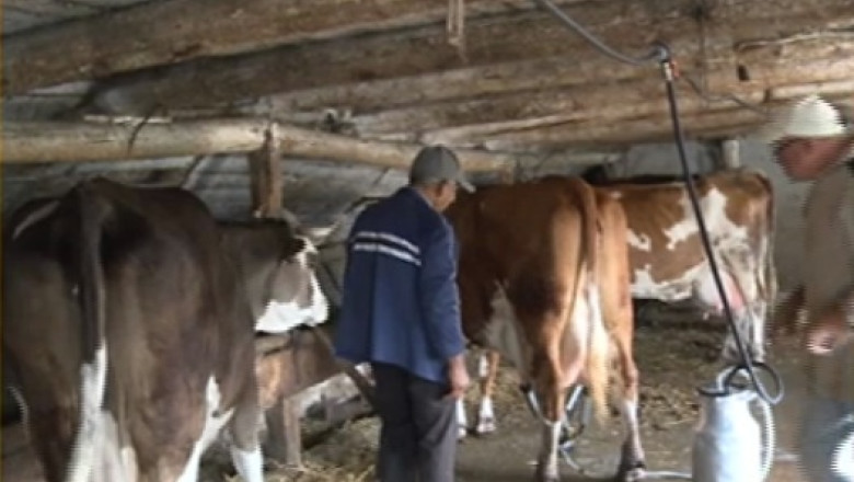 Platim lapte, bem apa. Aproape 50% din cantitatea de lapte din magazine este neconforma Imagine