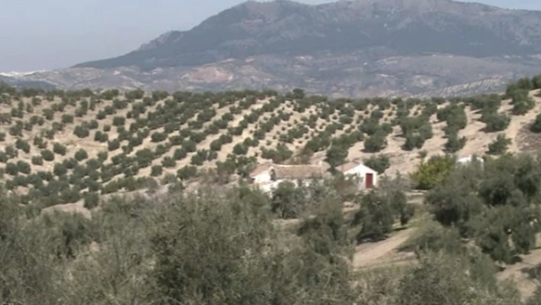 Plecati la cules de masline. Zeci de romani au fost sechestrati de angajator in Portugalia Imagine