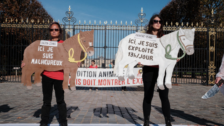 Plimbarile cu ponei vor fi interzise in parcurile din Paris: „Poneii nu sunt jucarii” Imagine