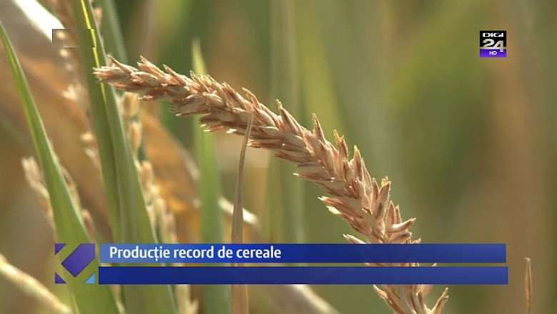 Ploi abundente = recolte bogate pentru Romania. De ce nu se va ieftini totusi painea Imagine