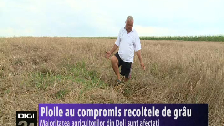 Ploile au compromis recoltele de grau Imagine