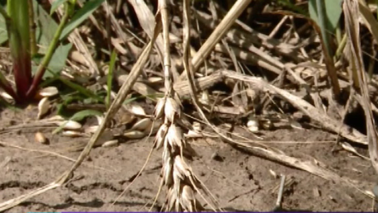 Ploile scumpesc painea Imagine