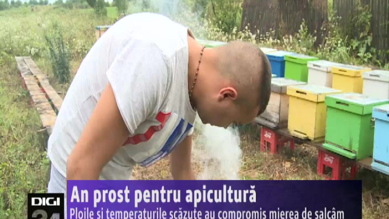 Ploile si temperaturile scazute au compromis mierea de salcam   Imagine