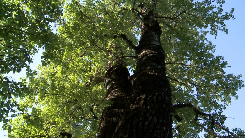 Plopii fara sot, un pericol. Arborii s-ar putea prabusi oricand, spun dendrologii Imagine