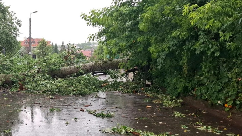 „Plopul lui Eminescu”, prabusit la Iasi in timpul unei furtuni, va fi folosit de sculptori. Creatiile vor fi expuse in acelasi loc Imagine