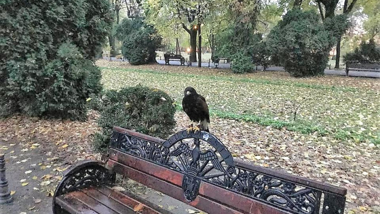 PMB vrea schimbarea normelor de protectie a spatiilor verzi. Amenzile cresc si de 50 de ori. Cat te „costa” sa arunci o hartie pe jos Imagine