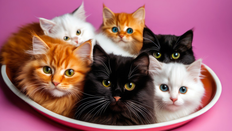 Poate beneficia arta generata de inteligenta artificiala de drepturi de autor? Ce raspuns a dat un tribunal american Imagine