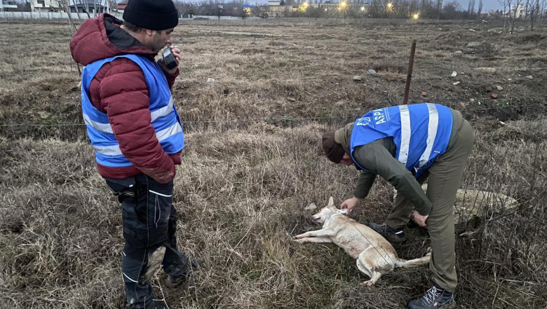 Politia Locala Sector 6 sustine ca a chemat ASPA de 85 de ori pentru a prinde caini fara stapan, insa hingherii au venit doar de 7 ori Imagine