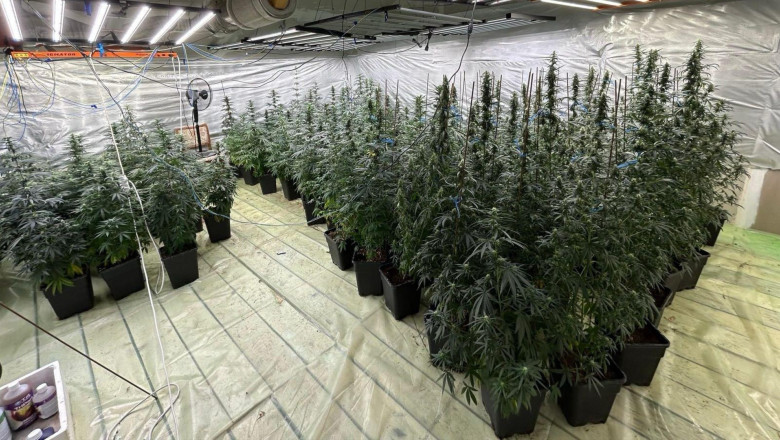 Politist cercetat pentru trafic de droguri. A dezvoltat o cultura indoor de canabis impreuna cu sotia sa, in Dambovita Imagine