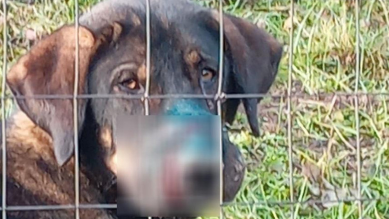 Politistii au salvat un caine maltratat si abandonat in Maramures. Agentii cauta agresorul Imagine