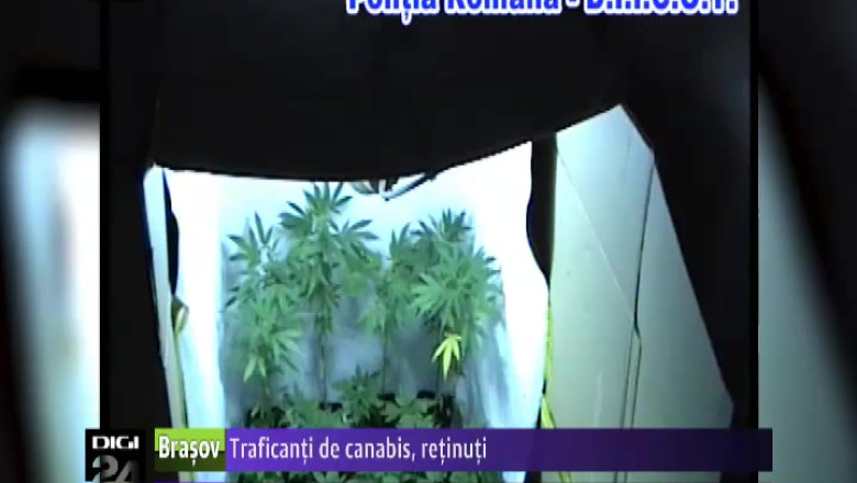 Politistii de la Crima Organizata Brasov au destructurat trei grupuri de traficanti de canabis Imagine