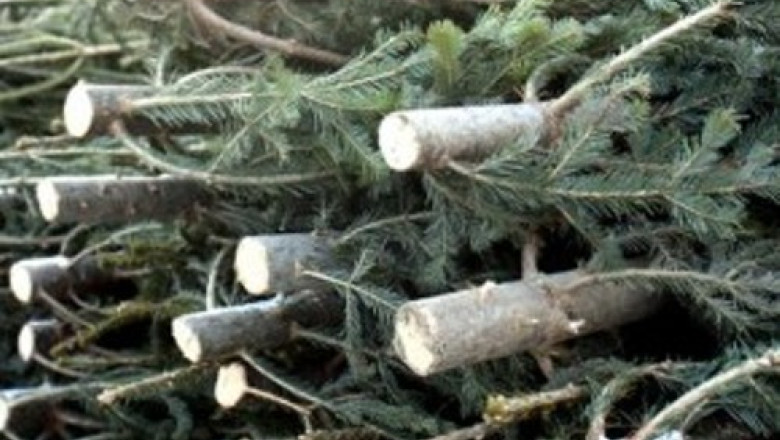 Politistii din Cluj au gasit peste 400 de brazi taiati ilegal Imagine
