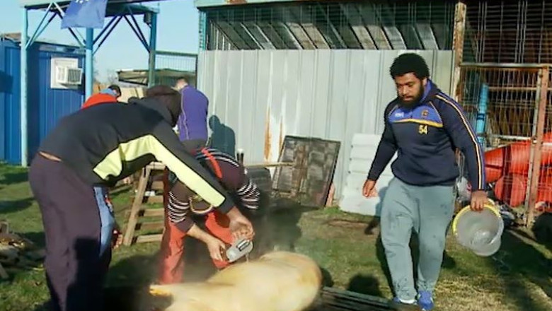 Pomana porcului, la stadionul de rugby. Jucatorii de la RCM Timisoara, gazde bune pentru colegii de la antipozi Imagine