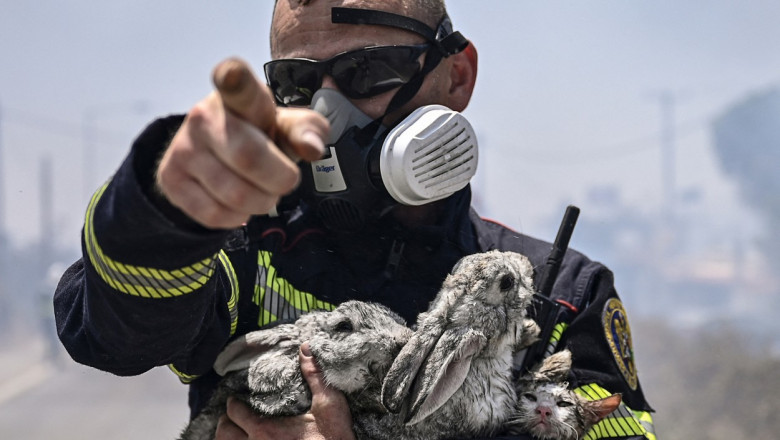 Pompierii romani salveaza animale de incendiile violente din insula Rodos Imagine