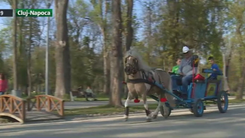 Poneiul Rocky, interzis de autoritati Imagine