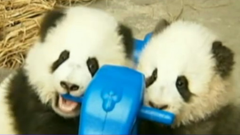 Populatia de ursi panda din China a crescut cu 17% in ultimii zece ani Imagine