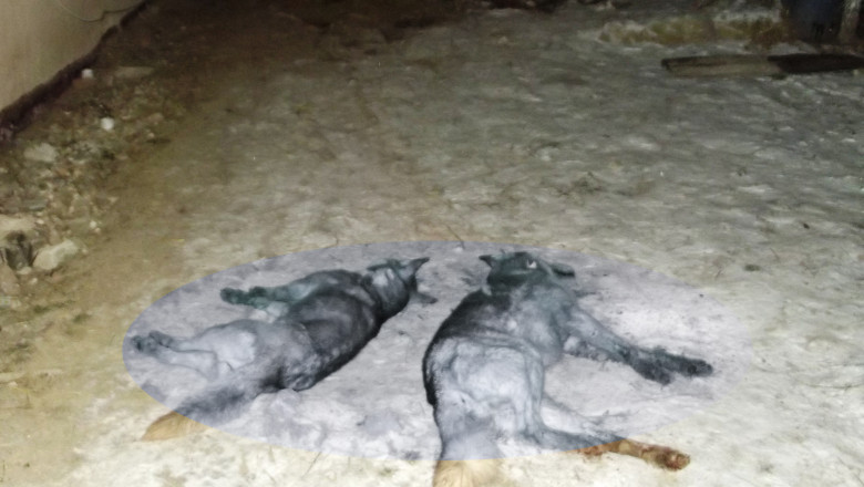 Porc atacat de animale salbatice  Imagine