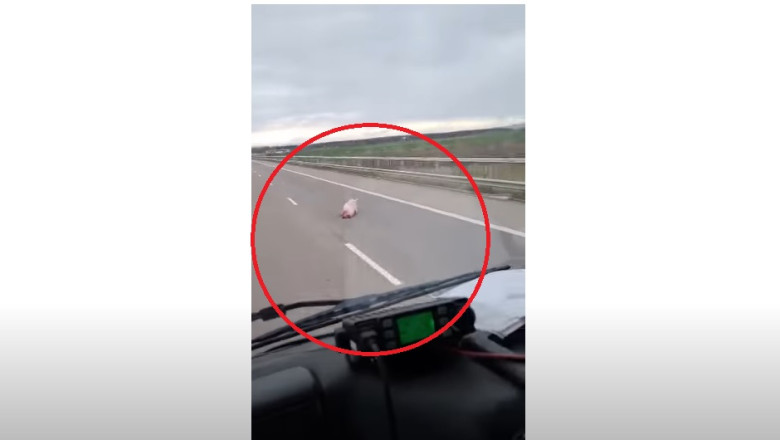 Porci filmati pe autostrada A3 Bucuresti-Ploiesti. Soferii, nevoiti sa faca slalom Imagine