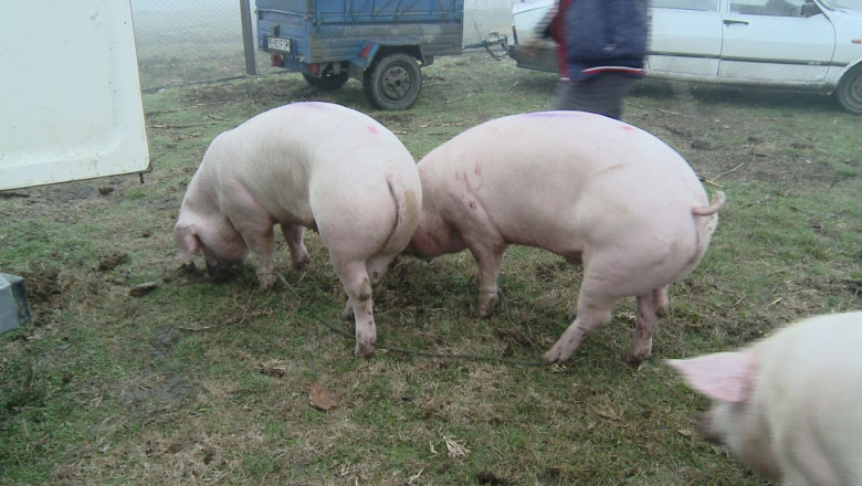Porci multi, cumparatori putini Imagine