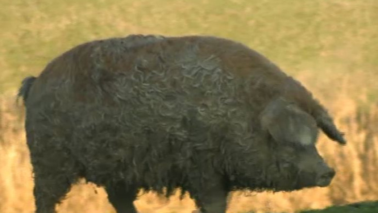 Porcii din rasele "Bazna" si "Mangalita" au carnea la fel de sanatoasa ca a somonului: putin colesterol si fara toxine Imagine