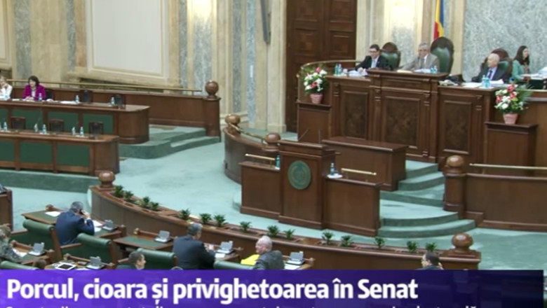 Porcul, cioara si privighetoarea in Senat. Alesii s-au certat pe tema vacantei electorale Imagine
