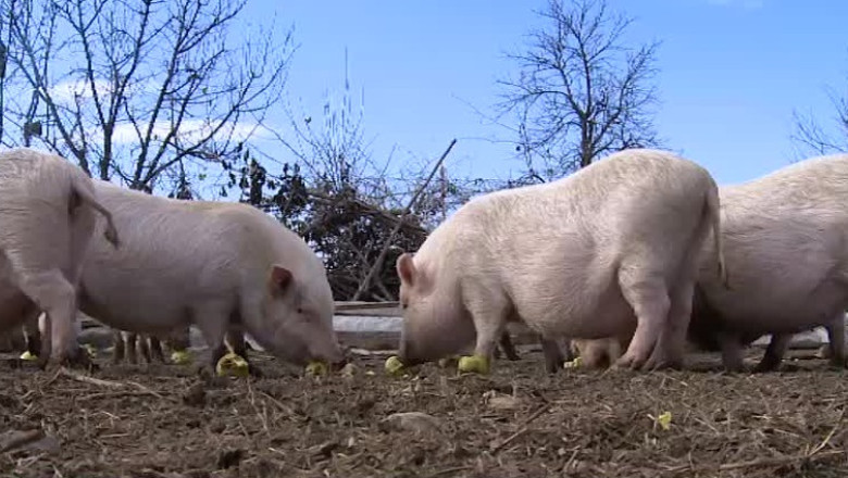 Porcul de Craciun se vinde pe internet Imagine