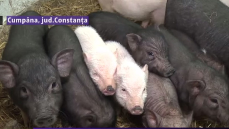 Porcul vietnamez, pe masa de sarbatori. Un kilogram de carne de porc asiatic ajunge la 20 de lei Imagine