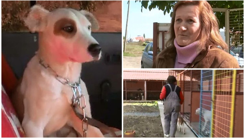 Porti deschise, la casele timisorenilor, pentru cainii fara stapan? Din 500 de animale, doar unul adoptat Imagine