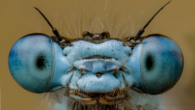 Portrete macro extraordinare ale insectelor intalnite in natura Imagine
