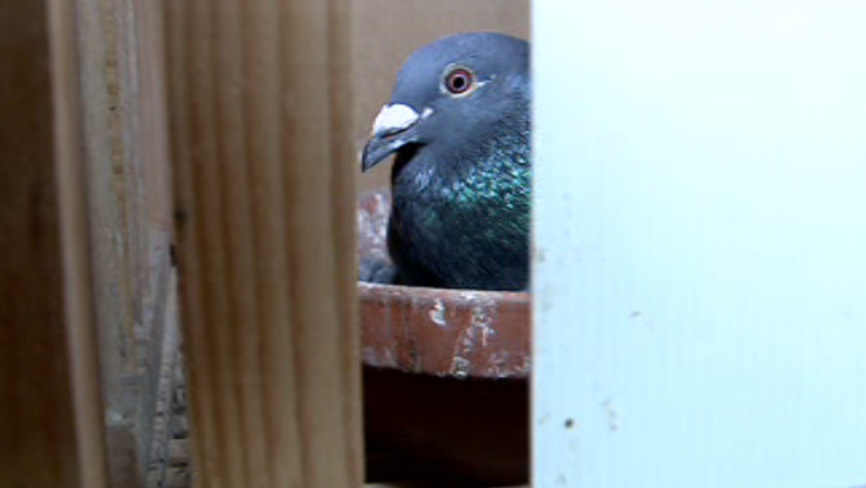 Porumbeii eliberati din Polonia in cadrul unui concurs au ajuns, in zbor, in Romania  Imagine